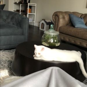 Meet your Posher, Angel